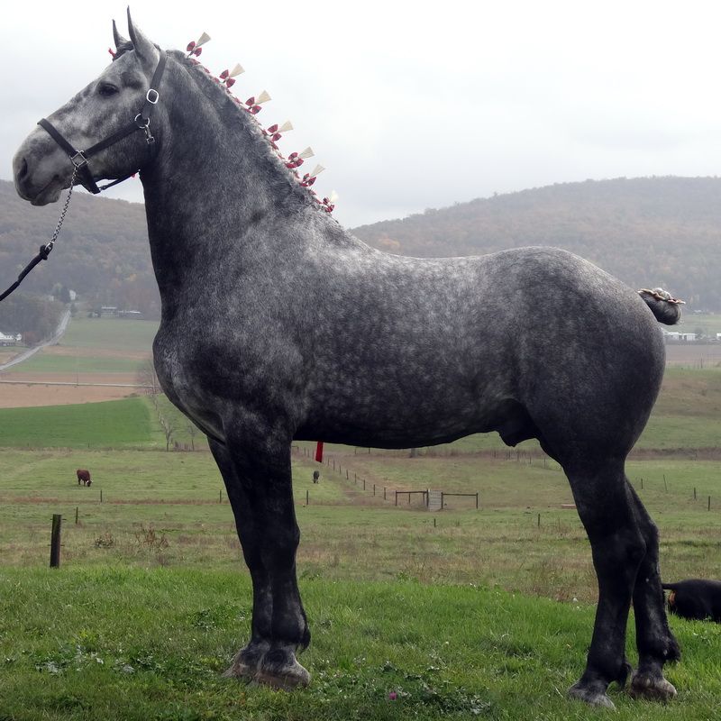 Windsor Grey, the gray carriage horses of British Royalty